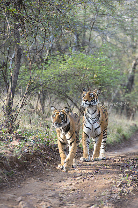 ranthambore国家公园里的孟加拉虎(Panthera tigris tigris)